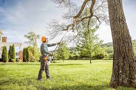 Best Palm Tree Trimming  in Spring Lake, NC